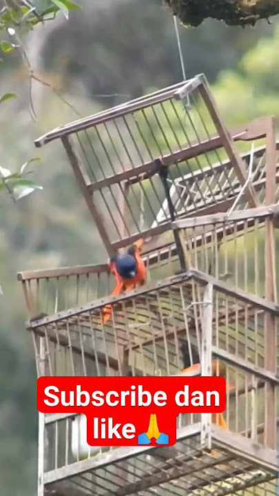 Mantap sob mikat mantenan hutan langsung nyambar #burunggacor #burung