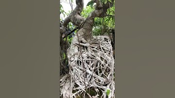 Oude bonsaiboom #kortevideo #grappig #bonsai