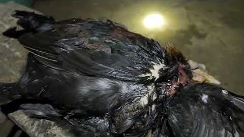 Zov qaib qus pw chaw