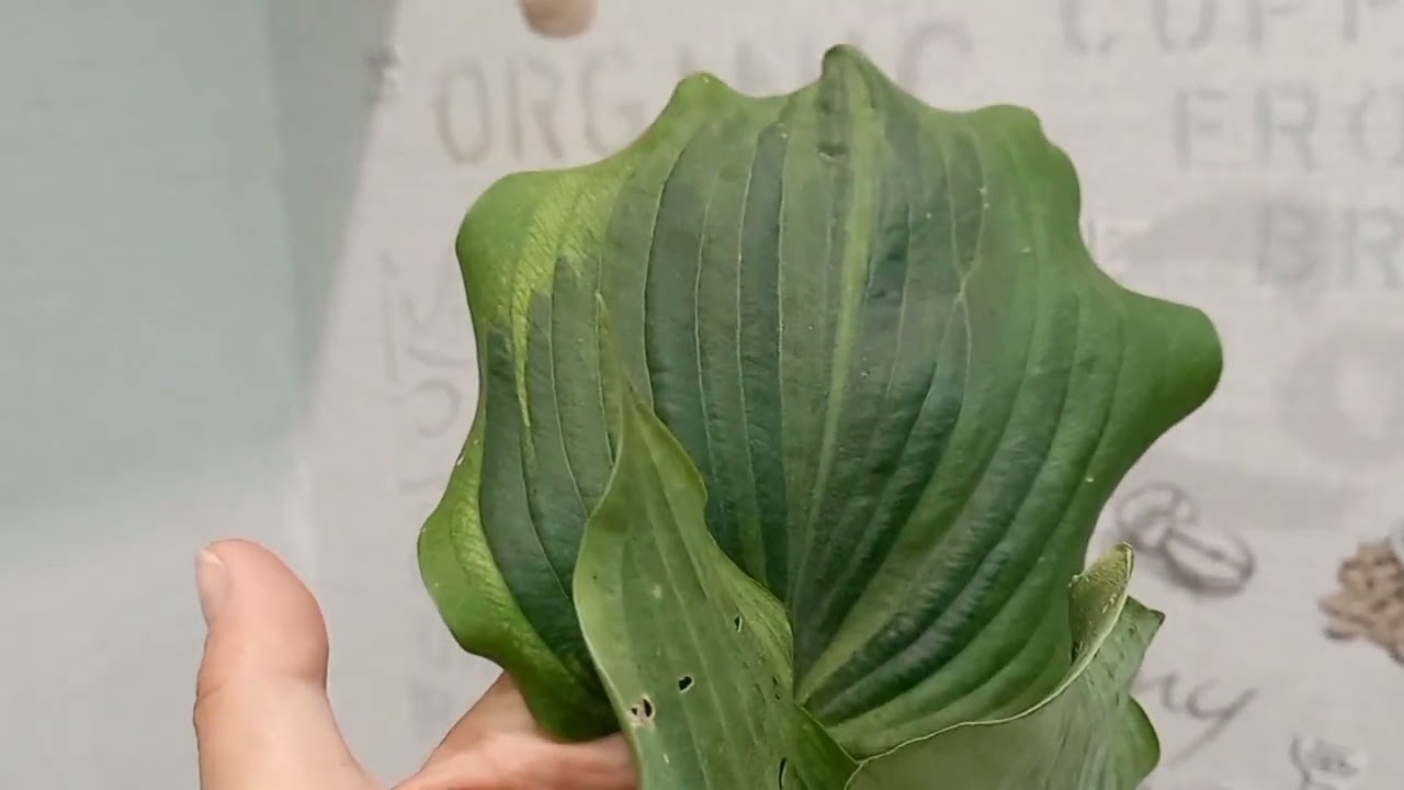 Хосты. Новинки🌱🍀+ коллекционные сорта🫠🤗🌺