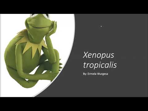 Video: Basallegemer I Xenopus