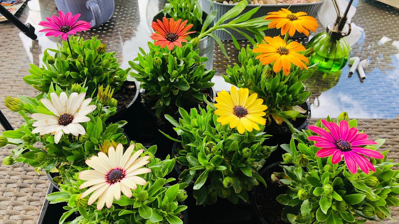 How to Repot Daisies and What to Remember When Repotting? YouTube