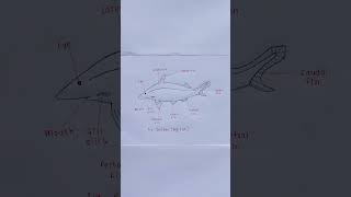 Scoliodon (Dog Fish) Diagram Explained 🐟 | Easy Biology #shorts