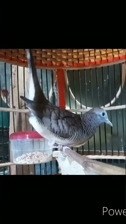 Perkutut Bangkok Birahi Ngowar Ngerot
