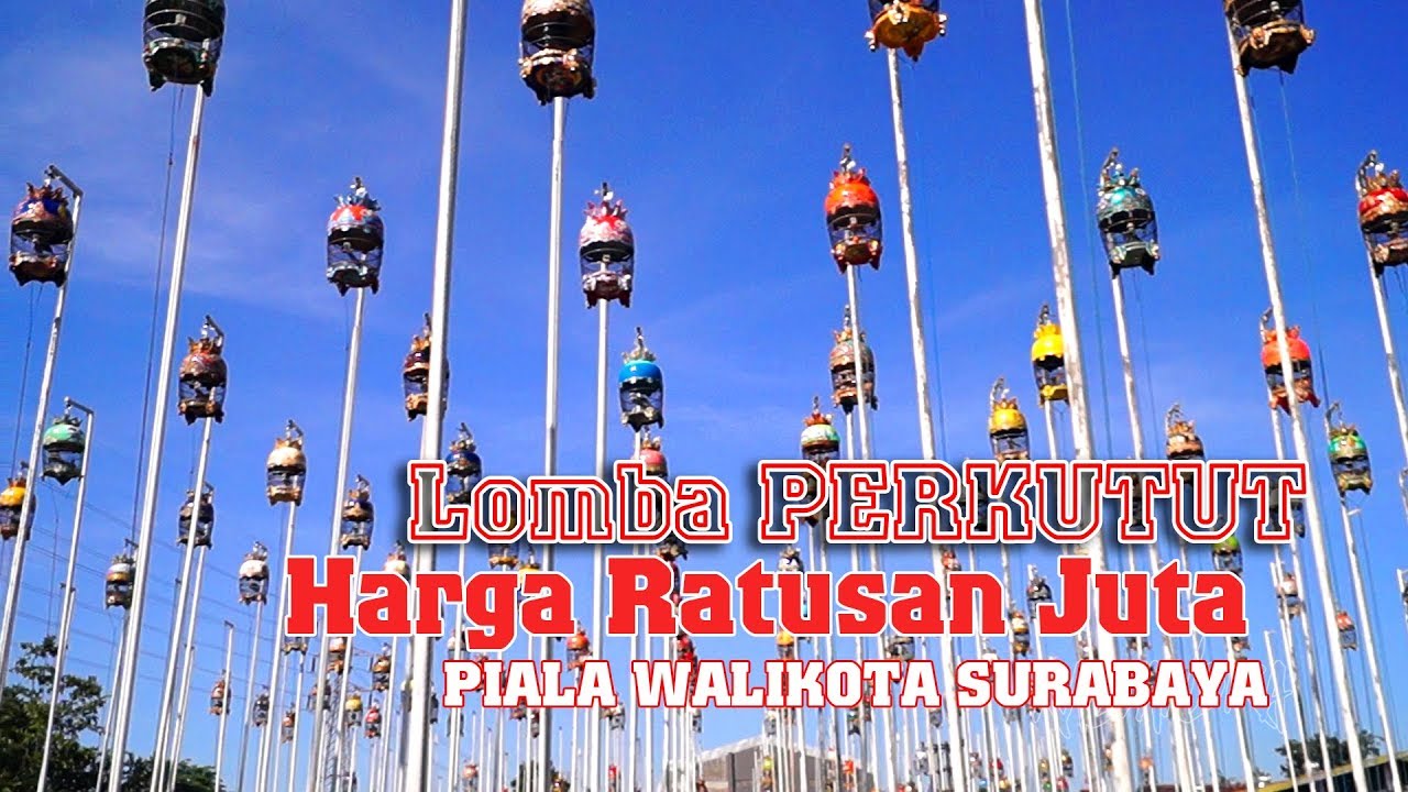 Bikin Adem Lihat Burung Perkutut Ratusan Juta Di Piala Walikota