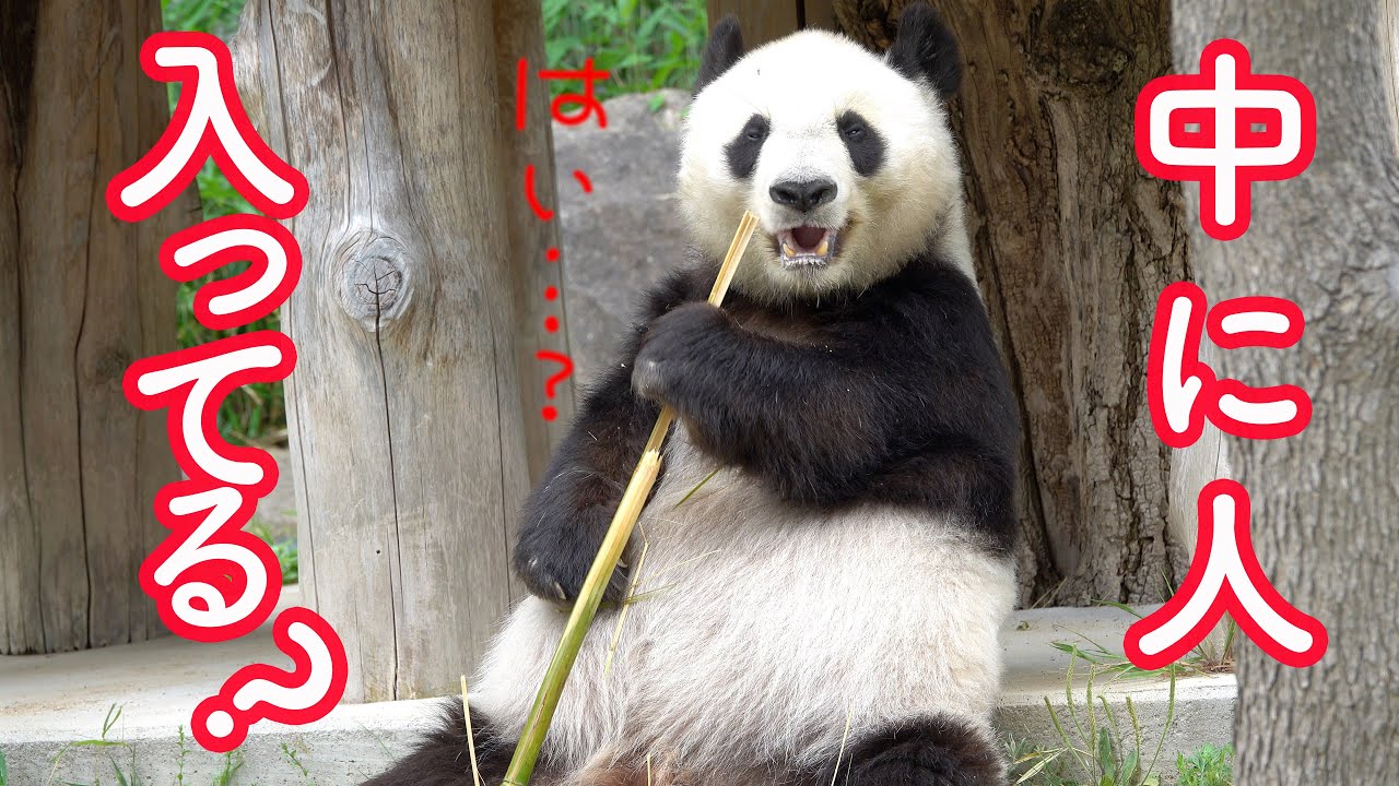パンダのタンタン 食べる様子がまるで人間 神戸市立王子動物園のタンタン 19年5月のタンタン4 Youtube