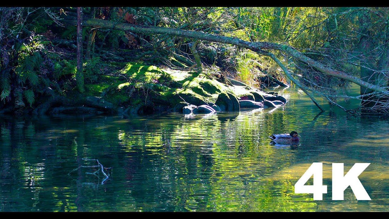 Sunlit Lake & Ducklings | Green Reflections & Gentle Nature Sounds | 4K Relaxing Video
