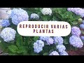 PROPAGACION HORTENSIA | HYDRANGEAS FACIL | MACROTHYLLA | AZALIAS