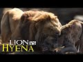 Lion Vs Hyena ►Mother Lion Sacrifices Herself To Save Her Cubs From A Pack Of Wild Dogs, Cobra