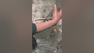 Đặt Cá Thòi Lòi Rừng Ngập Mặn. Một Cái Hai Em Cá Thòi Lòi || @đoàn 39 Vlog #Shorts