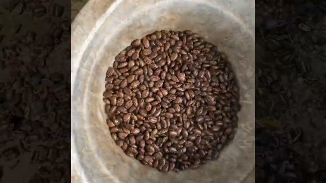 Naturally Controlling bugs in coconut trees 