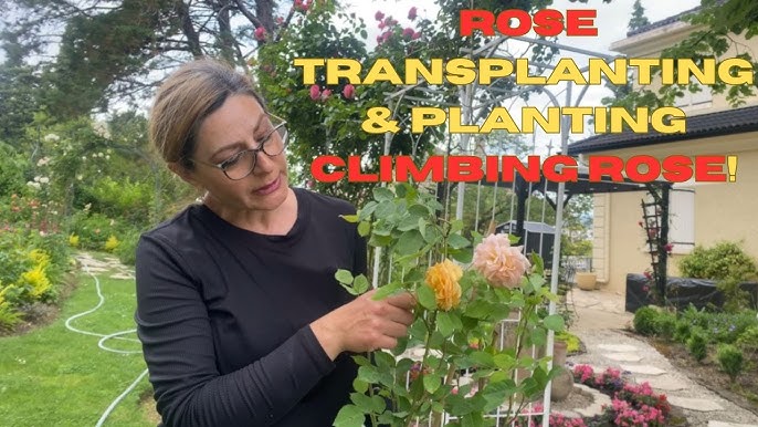 Planting Climbing Roses: Expert Tips for Stunning Garden Beauty
