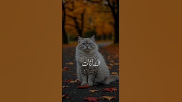 تلاوه مؤثرة بصوت القارئ عبد الرحمن المسعد سورة الفلق