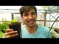 Carniplant-Plantas Carnívoras- Venta extraordinaria Dionaea 2020