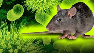 ¿Son todos los ratones portadores del hantavirus?