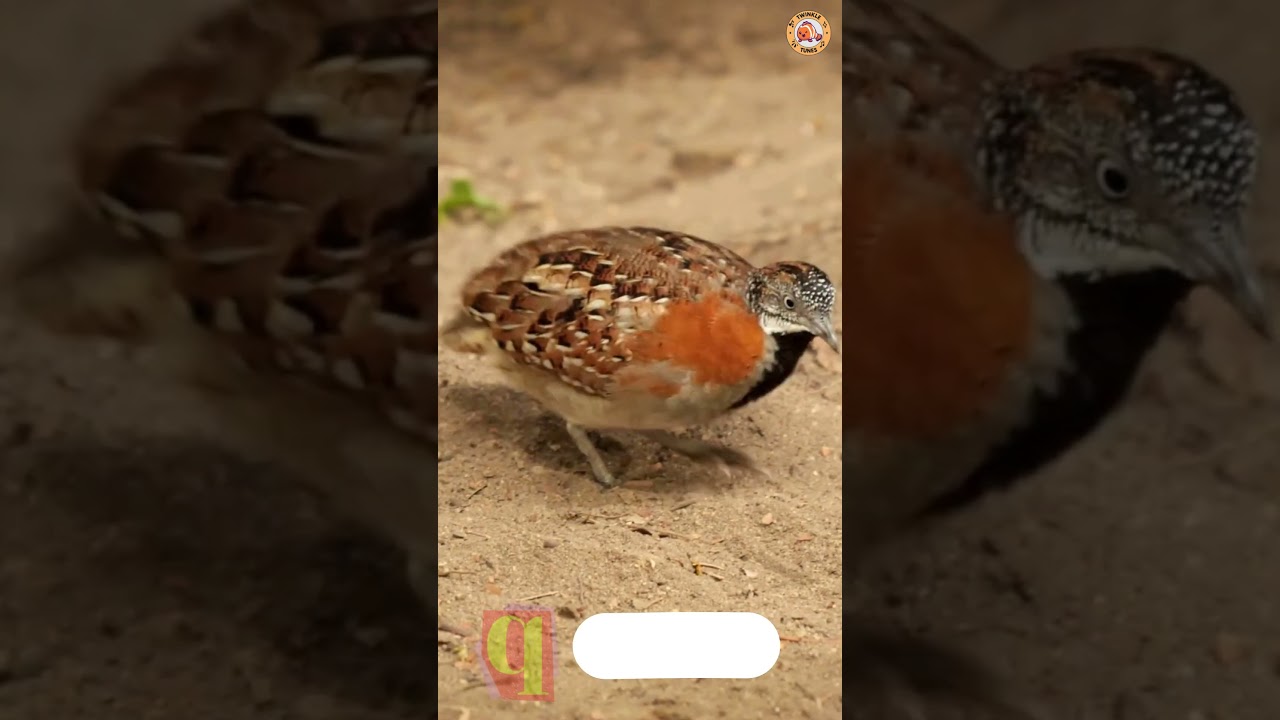 ABC New Zealand Animals Song - Part 3: M to S - 