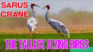 flying birds cranes sarus