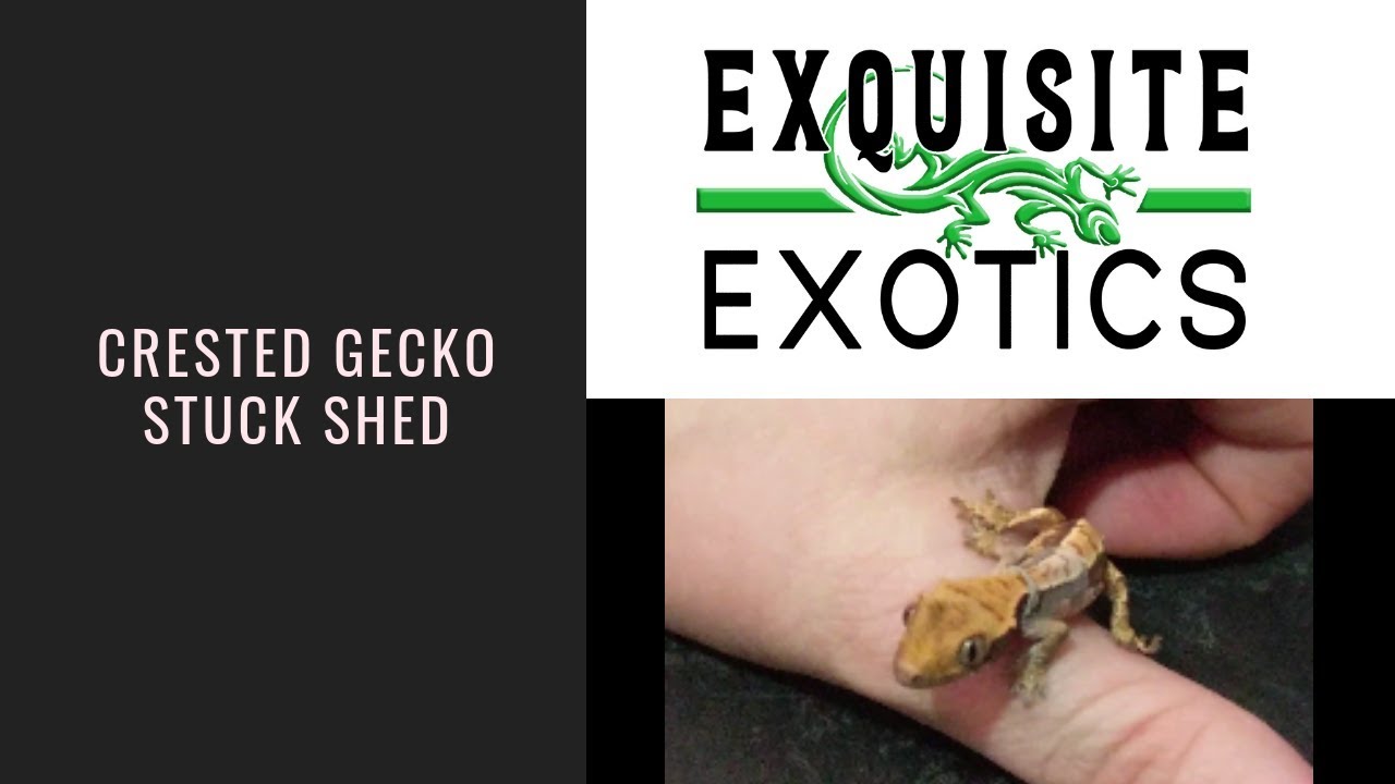 Removing Stuck Shed on Baby Crested Geckos