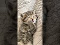 So Cute🥰🐾 #shorts #cuteanimals #cat #cute