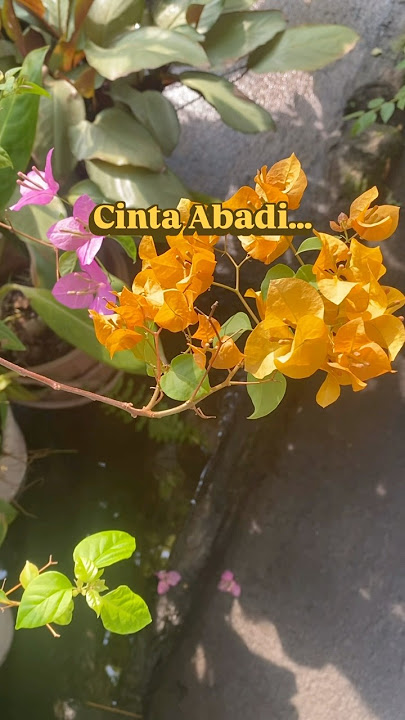 Mama Delly Pantun Hari ini dong Ep.08 CINTA ABADI