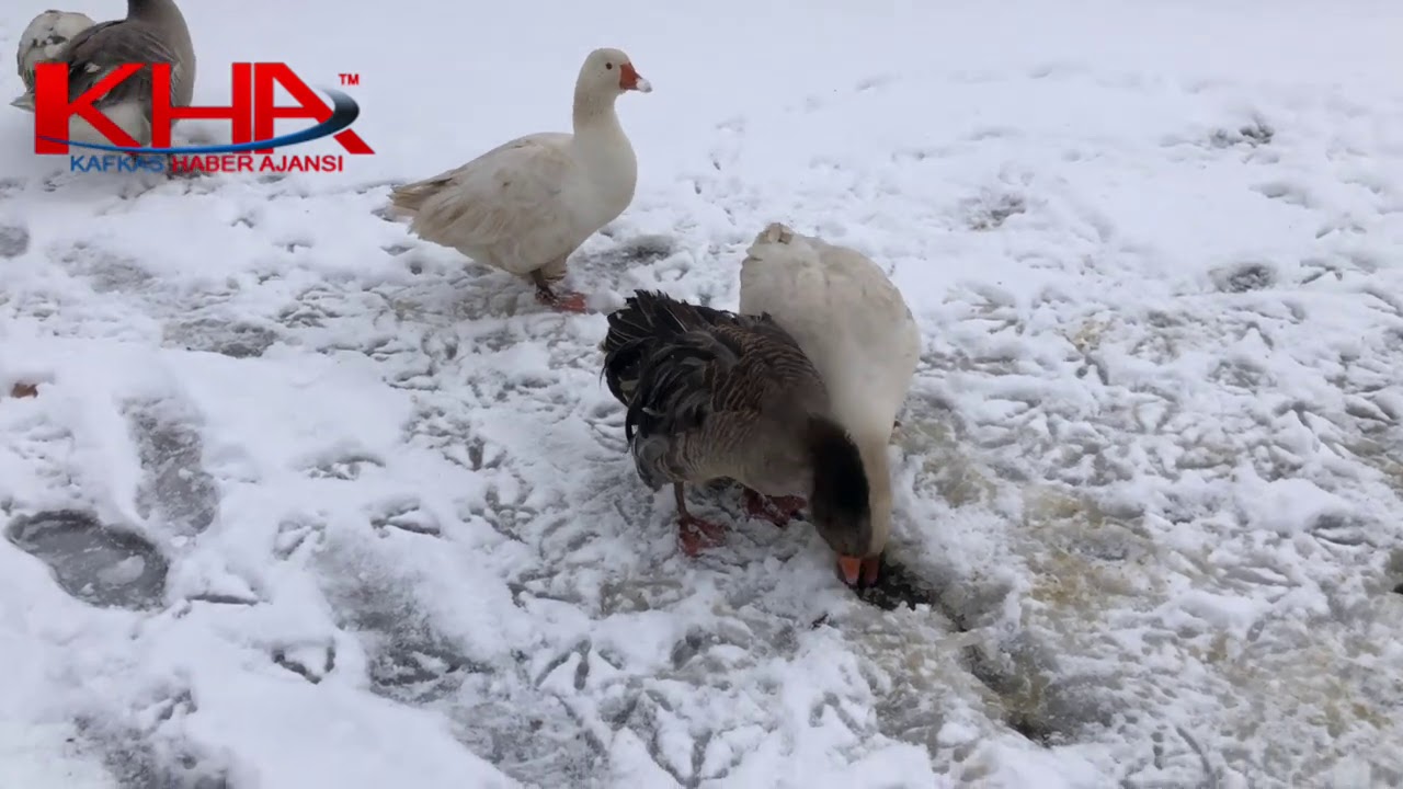 Ardahan Güzçimeni (Kirman) Köyü’nde karlı bir kış günü