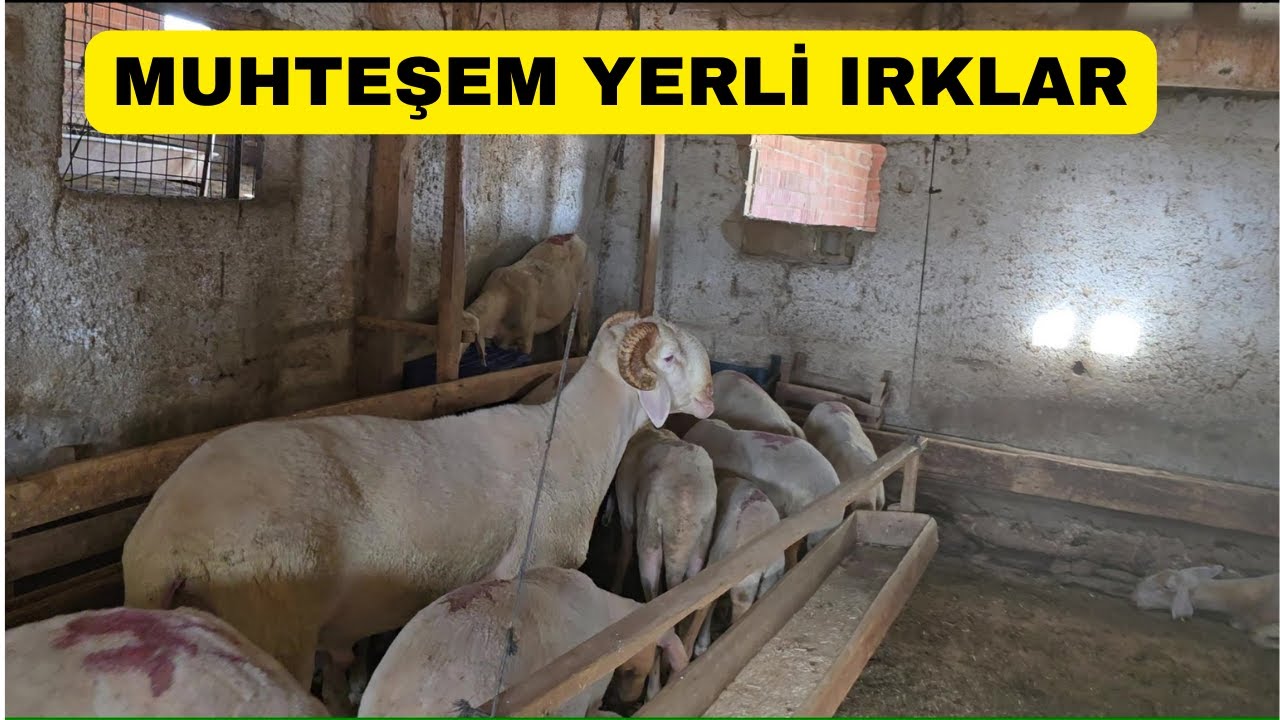 MUHTEŞEM İKİ YERLİ IRK DAHA (Eşme ve Yeleğen Koyunları)