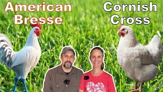 The Meat Chicken Dilemma!  IS there a clear WINNER?  Cornish Cross or American Bresse. by Living Traditions Homestead 52,764 views 12 days ago 22 minutes