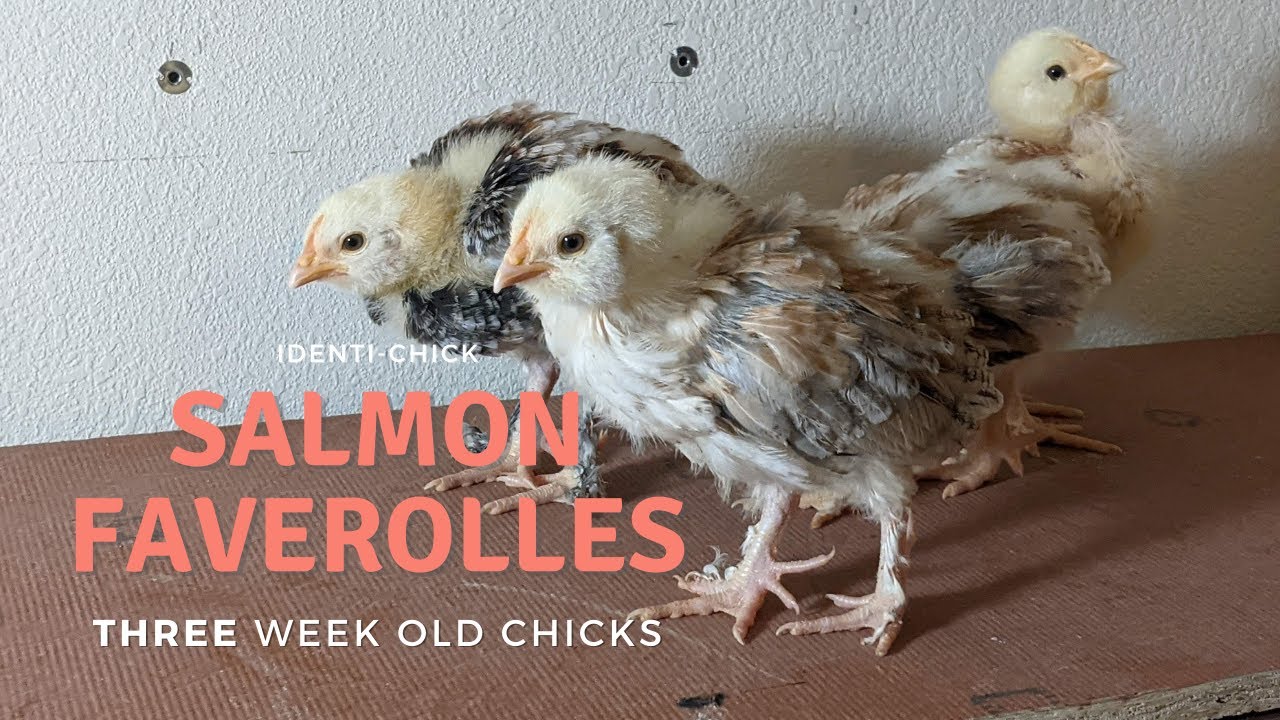 Salmon Faverolles 3WeekOld Chicks YouTube