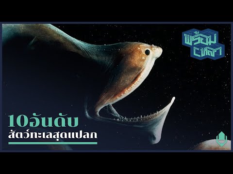 วีดีโอ: สัตว์ทะเล. สัตว์ประหลาดที่น่ากลัวที่สุด