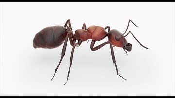 Animated Ant 3D model