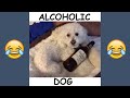 FUNNIEST Quincy The Dog Videos - Best Quincy and Patrick Barnes Vines and Instagram Videos