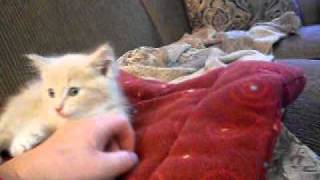 Meet Kitten Derrick!.AVI