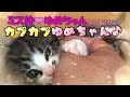 【子猫 成長記録 20b】初めて見せてくれた今までと違う表情に成長を感じました♩【cute kitten 20b】