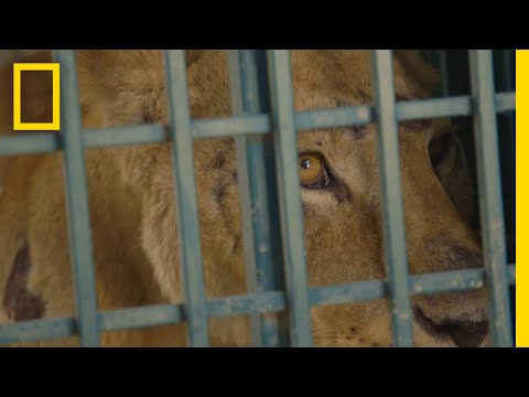 See How Syrian Zoo Animals Escaped a War-Ravaged City | National Geographic