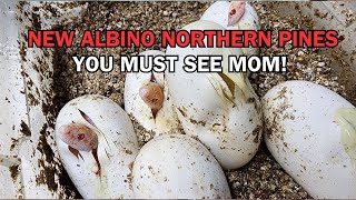 New NORTHERN PINE hatchlings. You MUST see mom! House snakes, rats, gophers.