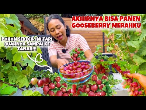 Video: Tanaman Gooseberry - Menanam Gooseberry Di Taman Rumah