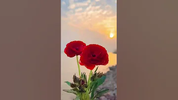 همسات صباحيه حالات واتس 