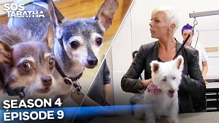 Download Lagu Chaos Total à la Garderie pour Chiens | Saison 4 Épisode 9 | SOS Tabatha MP3