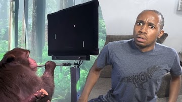 REAL telepathic MONKEY?!?!