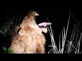 Tintswalo Male Lions ROAR into the Night!!