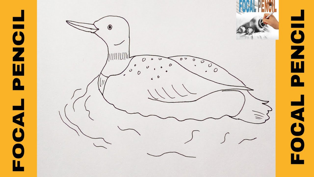 Learn How To Draw A Common Loon (Birds)