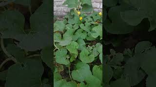 Harvesting fresh organic vegetables and fruits in home terrace garden Organic farming ☘️☘️🪴🪴