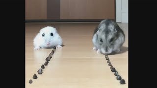 Cute mice race for food