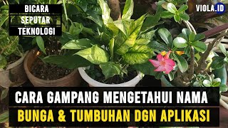 CARA GAMPANG MENGETAHUI NAMA BUNGA DAN TUMBUHAN DENGAN APLIKASI screenshot 5