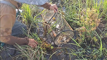 Hành Trình Thăm Bẫy Cá Mùa Nước Nổi – Dính Cá Trê Lai, Cá Lóc Đồng, Cá Thác Lác ,Cá Rô Đồng 