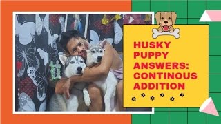 HUSKY PUPPY ANSWERS: CONTINOUS ADDITION by Wakyrie Abs 142 views 2 years ago 9 minutes, 15 seconds
