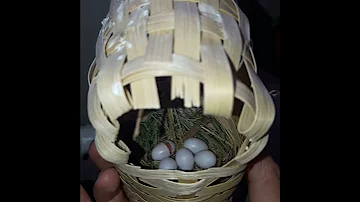 ИЗ ЯЙЦА ВЫЛУПЛИВАЮТСЯ АМАДИНЫ