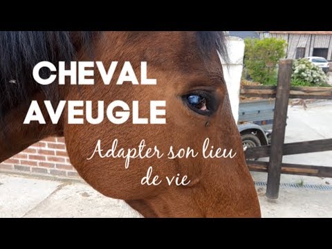 Vidéo: Comment Aveugler Un Cheval