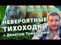 Тихоходка или водяной медведь интересные факты. Как выглядит тихоходка, где обитает? Они бессмертны?