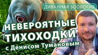 Тихоходка или водяной медведь интересные факты. Как выглядит тихоходка, где обитает? Они бессмертны?